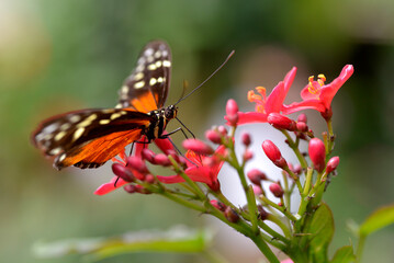 Tiger Longwing butterfly (Heliconius hecale) feeding on red flower and seen from profile