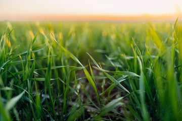 growing young green wheat in the field on sunset. background of fresh green grass in sunshine n the springtime. close up, selective focus. agriculture