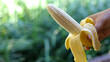 selective focus deliciously peeled bananas in my hand green nature background There is space for text.