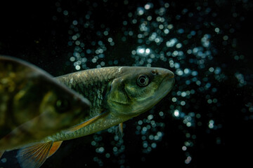 Animal world - photography of fish in big aquarium