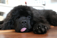 Black Newfoundland Puppy With Tongue 