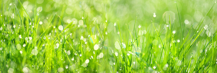 Poster - Beautiful green grass texture, abstract blurred natural background. meadow grass with drops dew close up. artistic image of purity freshness nature. ecology, save earth concept. banner