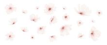 Watercolor Pale Pink Flowers Collection Vector Design