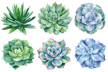 Set Of Succulents, Green Plants Watercolor Illustration, Botanical Painting