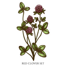 Tea Herbs Hand Drawn Vector Illustrations Collection. Colored Red Clover.
