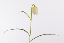 Fritillaria Meleagris Alba, A Bulbous Perennial With Charming Pendant White Shaped Bell Flowers