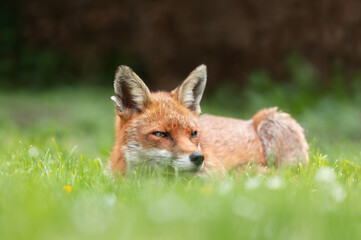 Close up of a red fox lying on green grass in summer