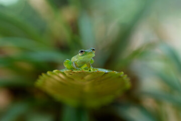 A Glass Frog (Hyalinobatrachium iaspidense) sitting on a plant in a village near Sarapiqui in Costa Rica 