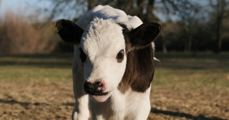 Wall Mural - Black and white calf face closeup in farm field