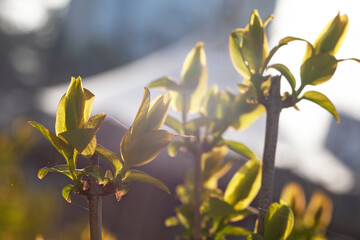 Wall Mural - First spring leaves in sun shine early morning