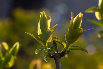 Wall Mural - First spring leaves in sun shine early morning