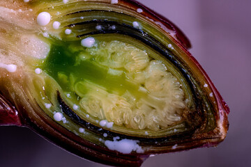 Wall Mural - A cut of a flower bud on a spring tree. View in a microscope