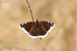 Żołto-brązowy motyl siedzący na gałązce