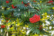 rowan branch with clusters of ripe red berries and green foliage. Botany. fruit trees	
