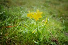 Wild Yellow Trumpet Narcissus, Narcissus, With Raindrops On Petals And Stem Leaves In A Green Ground Of Shaggy Grasses