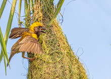 A Weaver Bird At Its Nest