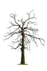 Wall Mural - Dead tree isolated on white background.