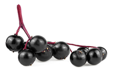 Wall Mural - Bunch of black elderberry fruit isolated on a white background, Sambucus. Black elderberry twig.