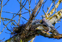 Wild Pigeons Build A Nest On A Tree, Image Of Spring