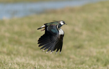 Wall Mural - Northern lapwing, Vanellus vanellus