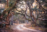 Fototapeta  - Path through South Carolina woods with trees and Spanish moss