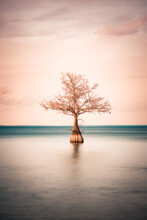 Minimalist Image Of Lone Cypress Tree See In Tranquil Lake 