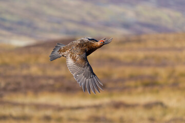 Wall Mural - Red grouse, Lagopus lagopus,