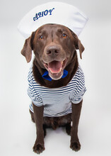 Chocolate Labrador Dog Dressed As A Sailor
