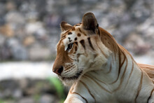 Close Up Portrait Of Golden Tiger Looking Sideways, Indonesia