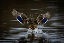 Rear View Of A Mallard Duck Landing On Water, British Columbia, Canada