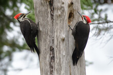 A Pair Of Pileated Woodpeckers On  Tree, British Columbia, Canada
