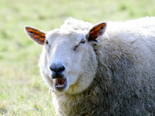 Close-Up Portrait Of A Sheep Bleating, British Columbia, Canada
