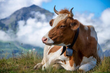 Close-up Of A Cow Lying In An Alpine Meadow, Maennlichen, Berne, Switzerland
