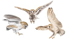Watercolor Set Flying Owl Barn Owl. A Realistic Illustration Of An Owl. White Bird With Beige Wings And Head Nocturnal Bird