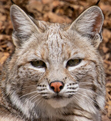 Bobcat face closeup