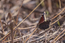 Mourning Cloak Butterfly In The Grass