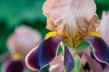 Brown, Chocolate Bearded Iris Brasier Or Alcazar Flower. Close-up, Selective Focus