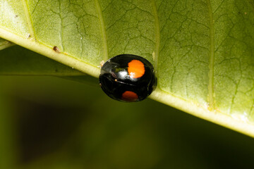Wall Mural - Black ladybug with two orange spots
