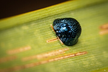Wall Mural - Metallic shield bug on a palm leaf