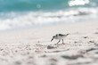 Coastal bird walking along the shore