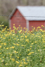 Yellow Flowers With Red Barn