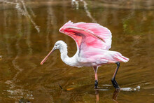 An Immature Pink Roseate Spoonbill Feeds While Wading In Shallow Water At Ding Darling National Wildlife Refuge On Sanibel Island, Florida.
