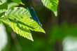 Male blue-winged damselfly on a leaf