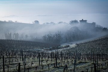 Wall Mural - Bordeaux vineyard over frost and smog in winter, landscape vineyard, France