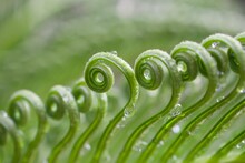 Macro Green Leaves Of Sago Palm Tree In Spring Time ,spiral Leaf ,curve Young Growing Leaves ,Curly  Leaf Background ,rain Drops On Leaves ,green Tones ,macro Shot Of Fern ,greenery And Evergreen 