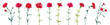 Panoramic view with carnation. Set of red flowers, green leaves on white background, collection for Mother's Day, Victory Day, digital draw, vintage illustration, vector, watercolor style