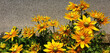 Yellow rudbeckia flowers bloom on a gray asphalt background on a sunny day. Panorama.