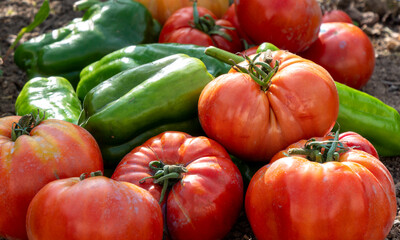 Canvas Print - fresh vegetables from the garden