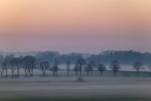 Trees In Misty Winter Field At Sunset, East Frisia, Lower Saxony, Germany