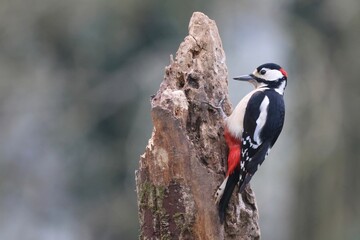great spotted woodpecker